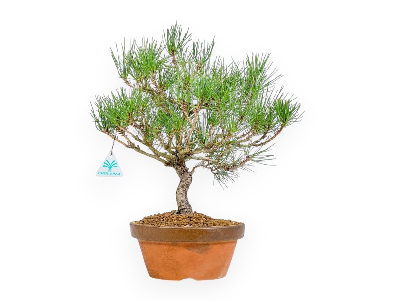 Pinus Thunbergii - Zwart Den - 41 cm