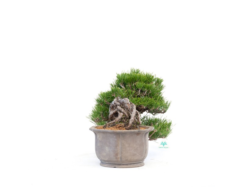 Pinus thunbergii - black pine - 22 cm