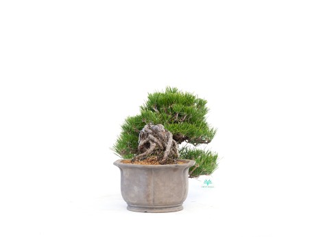 Pinus thunbergii - Pino nero - 22 cm