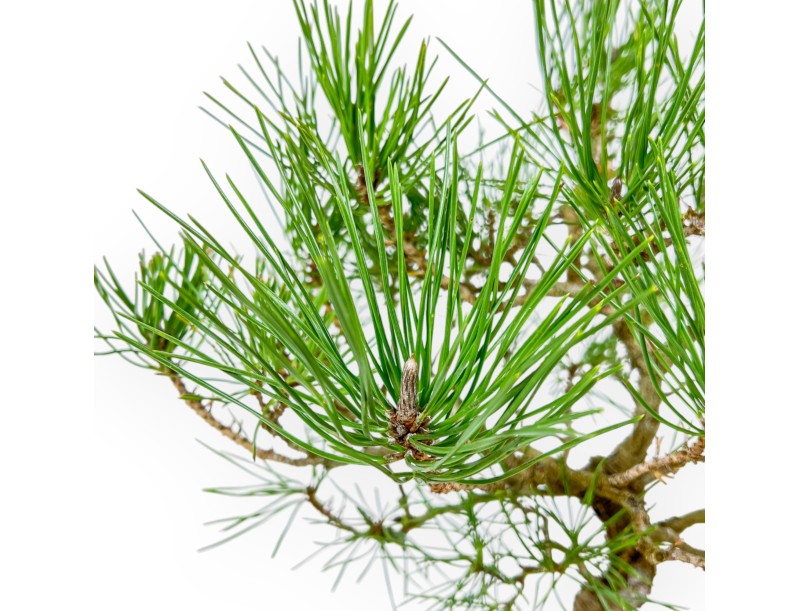 Pinus Thunbergii - Schwarz Kiefern - 41 cm