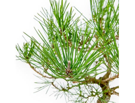 Pinus Thunbergii - Schwarz Kiefern - 41 cm