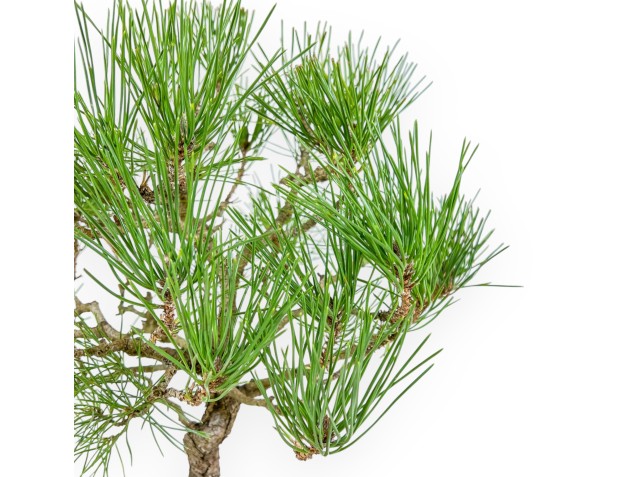 Pinus Thunbergii - Schwarz Kiefern - 41 cm 2