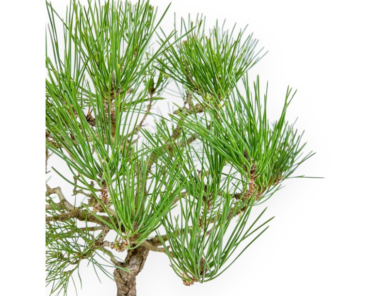 Pinus Thunbergii - Black Pine - 41 cm