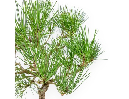 Pinus Thunbergii - Schwarz Kiefern - 41 cm