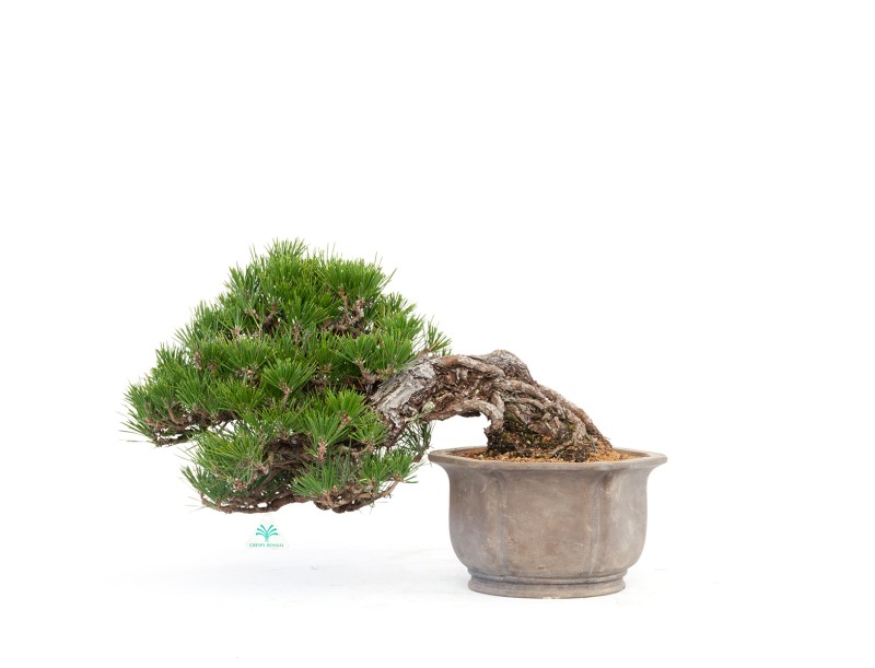 Pinus thunbergii - black pine - 22 cm