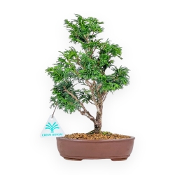 Chamaecyparis Obtusa - False Cypress - 27 cm
