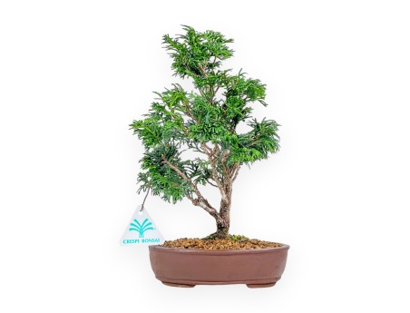 Chamaecyparis Obtusa - Faux Cyprès - 27 cm