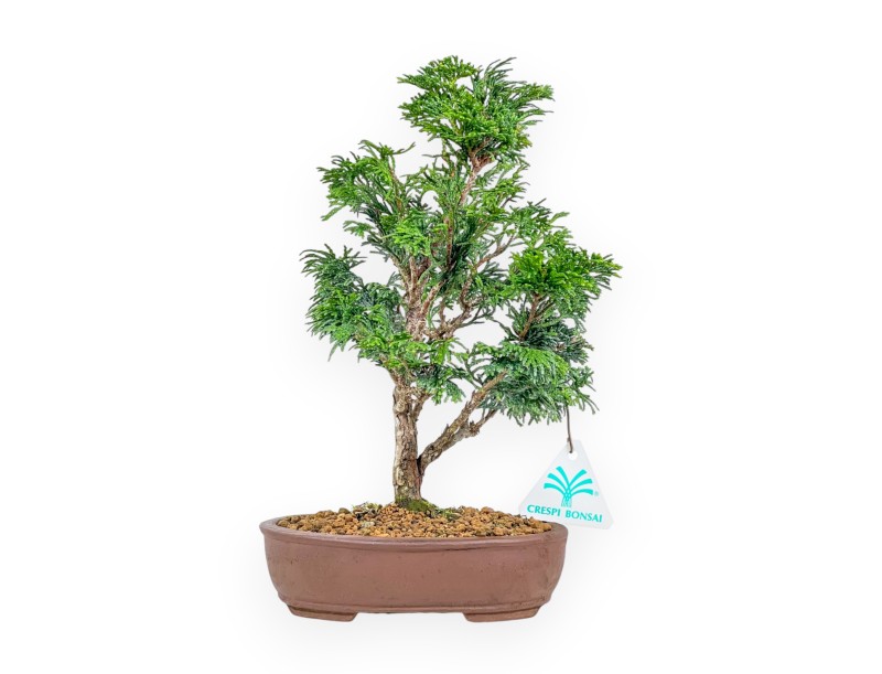 Chamaecyparis Obtusa - Faux Cyprès - 27 cm