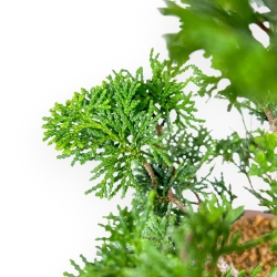 Chamaecyparis Obtusa - False Cypress - 27 cm