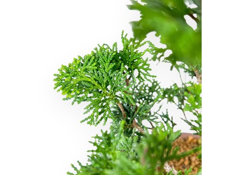 Chamaecyparis Obtusa - False Cypress - 27 cm