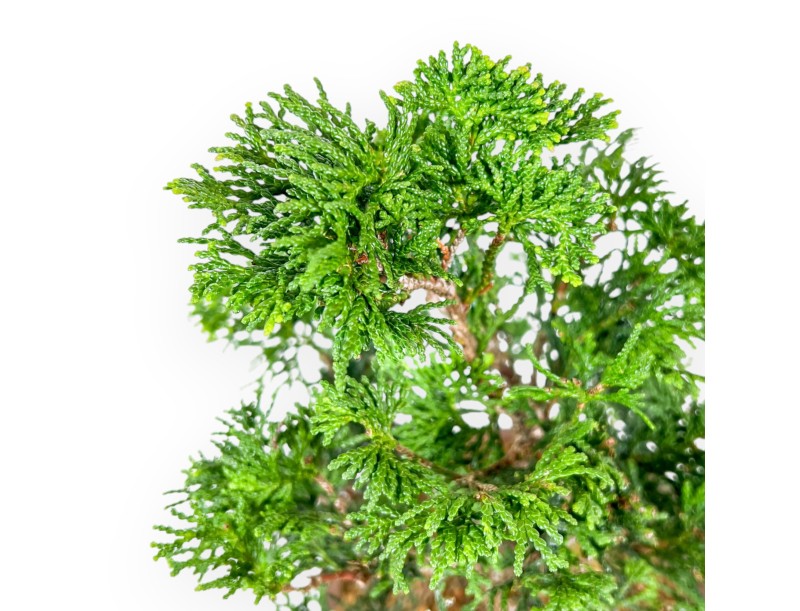 Chamaecyparis Obtusa - Falso Cipresso - 27 cm