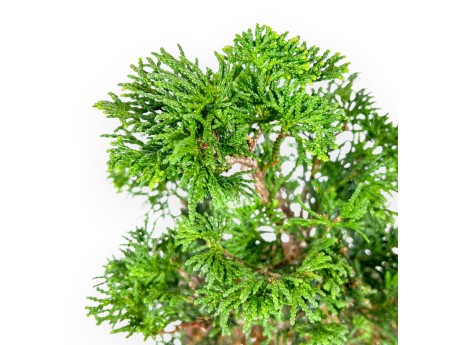 Chamaecyparis Obtusa - Faux Cyprès - 27 cm