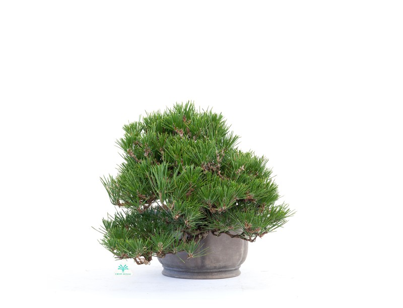 Pinus thunbergii - black pine - 22 cm