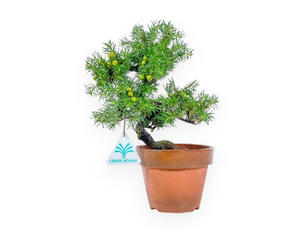 Juniperus Rigida - Genévrier - 26 cm