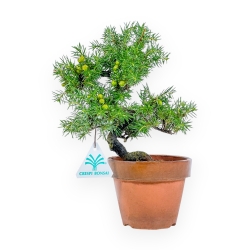 Juniperus Rigida - Ginepro - 26 cm