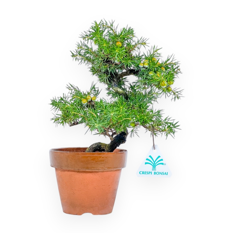 Juniperus Rigida - Ginepro - 26 cm