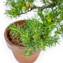 Juniperus Rigida - Ginepro - 26 cm