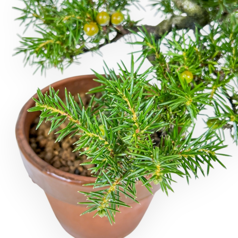Juniperus Rigida - Ginepro - 26 cm