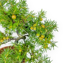 Juniperus Rigida - Ginepro - 26 cm