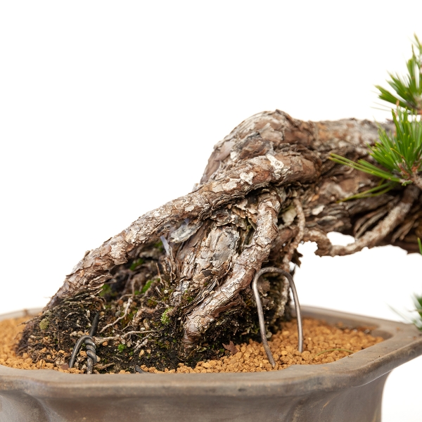 Pinus thunbergii - black pine - 22 cm