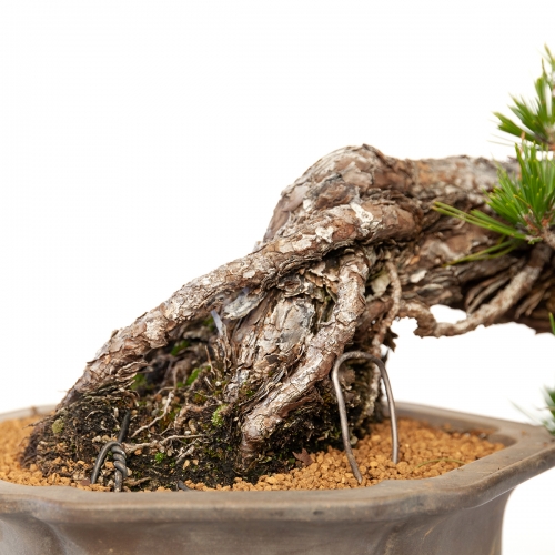 Pinus thunbergii - black pine - 22 cm
