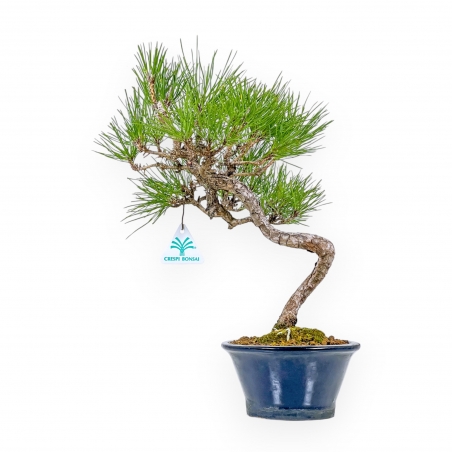 Pinus Thunbergii - Pin Noir - 38 cm