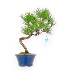 Pinus Thunbergii - Pino Nero - 38 cm