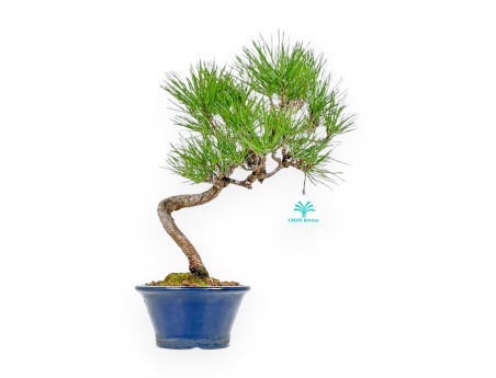 Pinus Thunbergii - Pino Nero - 38 cm
