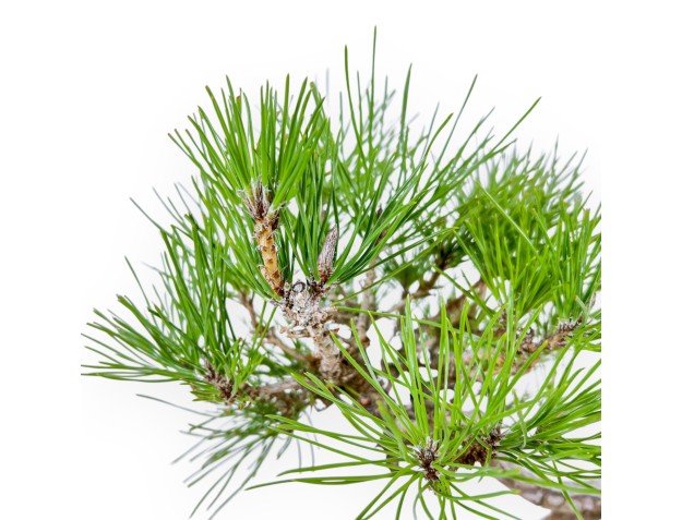 Pinus Thunbergii - Black Pine - 38 cm 2
