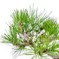 Pinus Thunbergii - Pino Nero - 38 cm