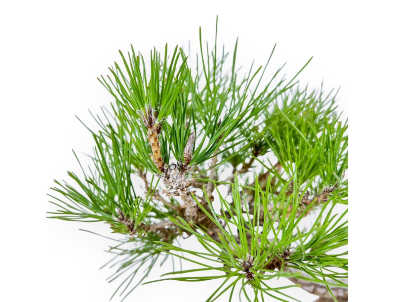 Pinus Thunbergii - Black Pine - 38 cm