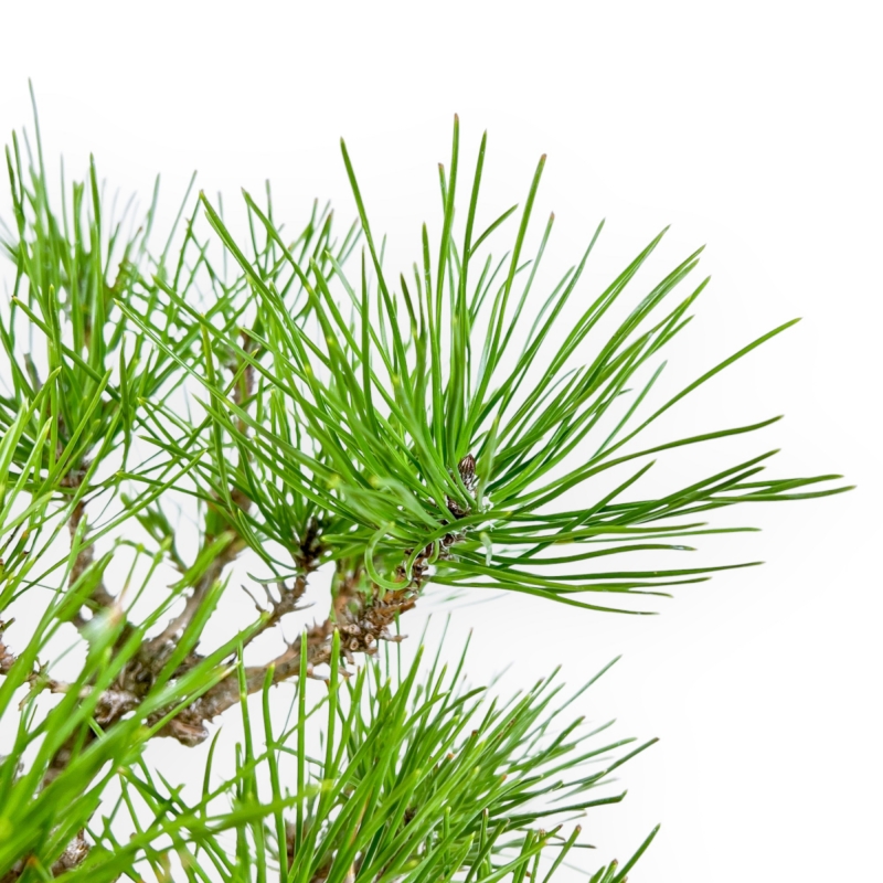 Pinus Thunbergii - Black Pine - 38 cm