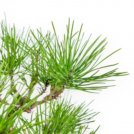 Pinus Thunbergii - Pin Noir - 38 cm