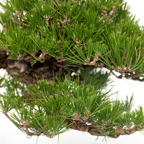 Pinus thunbergii - Pino nero - 22 cm