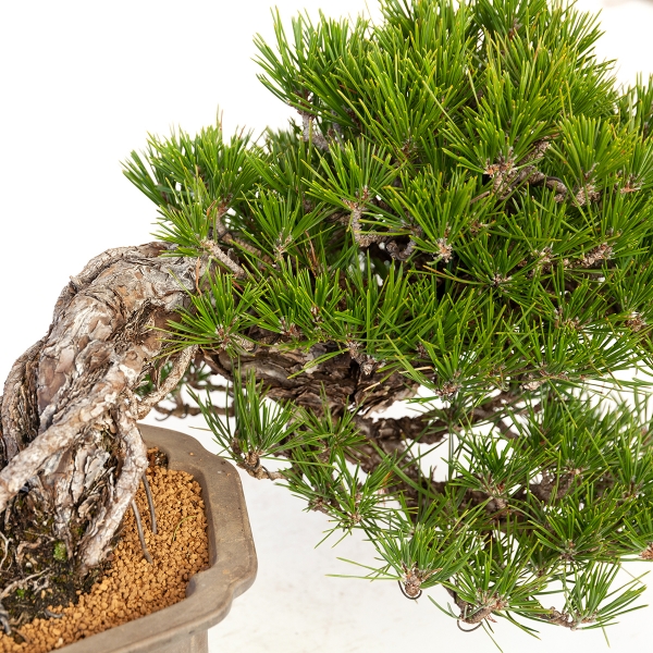 Pinus thunbergii - Pino nero - 22 cm