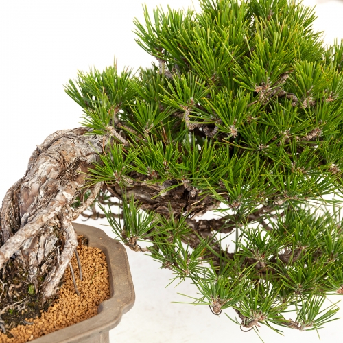 Pinus thunbergii - black pine - 22 cm
