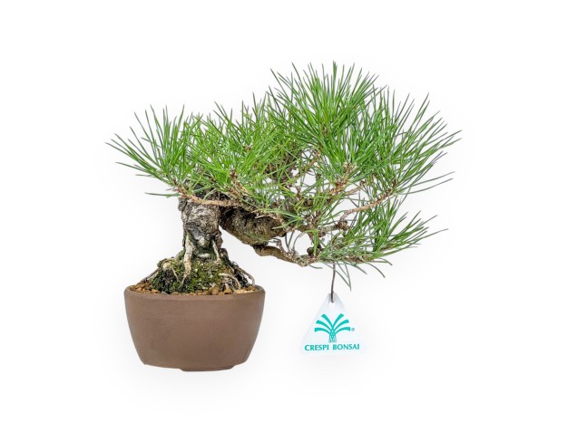 Pinus Thunbergii - Pino Negro - 21 cm