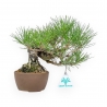Pinus Thunbergii - Zwart Den - 21 cm