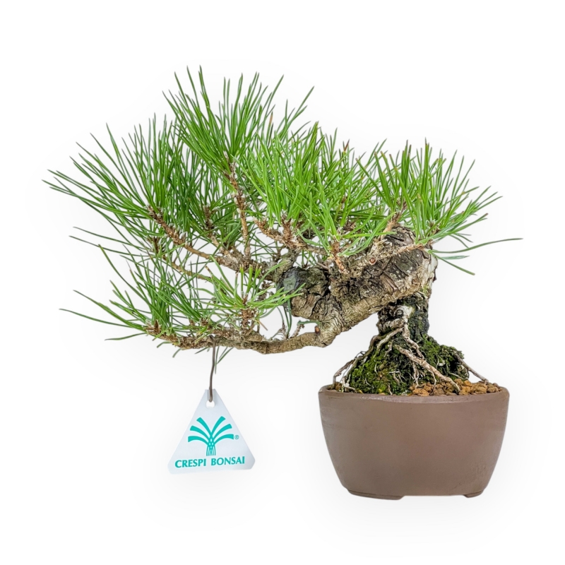Pinus Thunbergii - Zwart Den - 21 cm