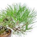 Pinus Thunbergii - Zwart Den - 21 cm