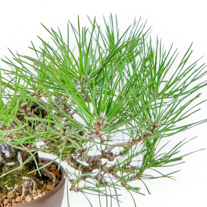 Pinus Thunbergii - Zwart Den - 21 cm