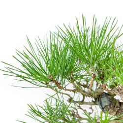 Pinus Thunbergii - Schwarz Kiefern - 21 cm