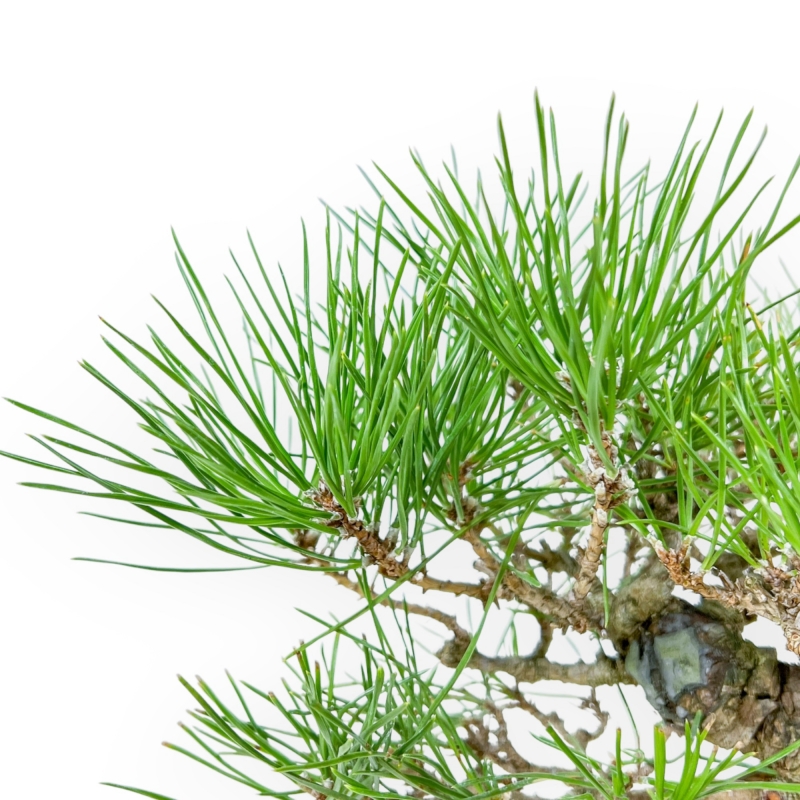 Pinus Thunbergii - Zwart Den - 21 cm