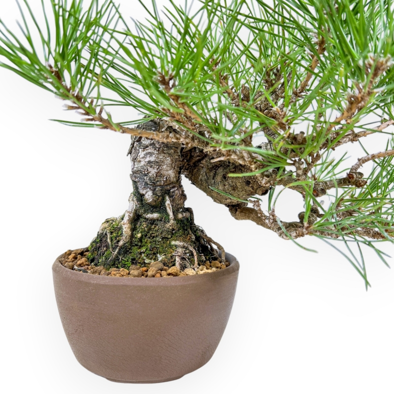 Pinus Thunbergii - Zwart Den - 21 cm