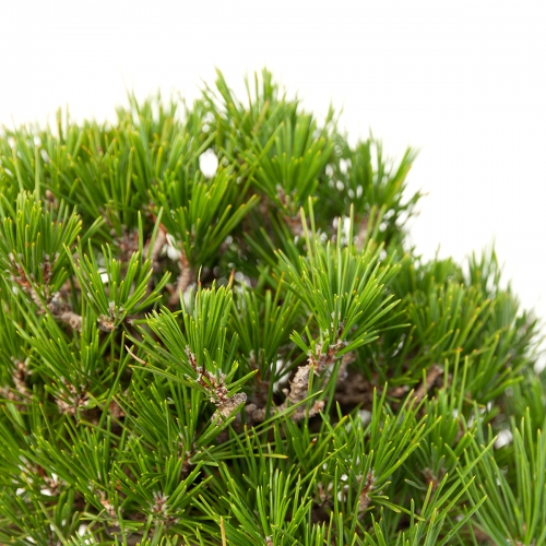 Pinus thunbergii - black pine - 22 cm