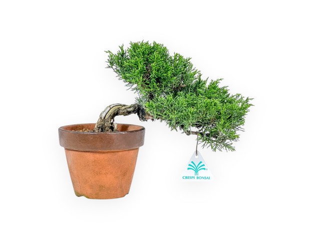 Juniperus Chinensis Itoigawa - Enebro - 22 cm