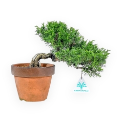 Juniperus Chinensis Itoigawa - Ginepro - 22 cm