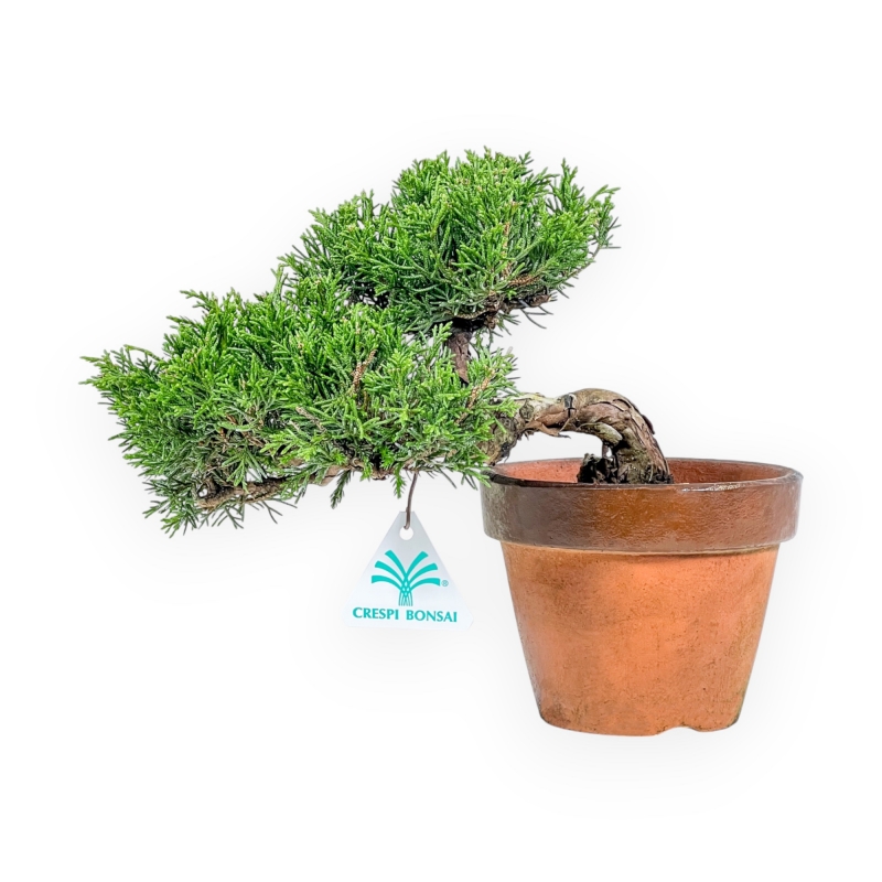 Juniperus Chinensis Itoigawa - Juniper - 22 cm