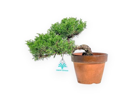 Juniperus Chinensis Itoigawa - Wacholder - 22 cm