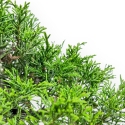 Juniperus Chinensis Itoigawa - Juniper - 22 cm
